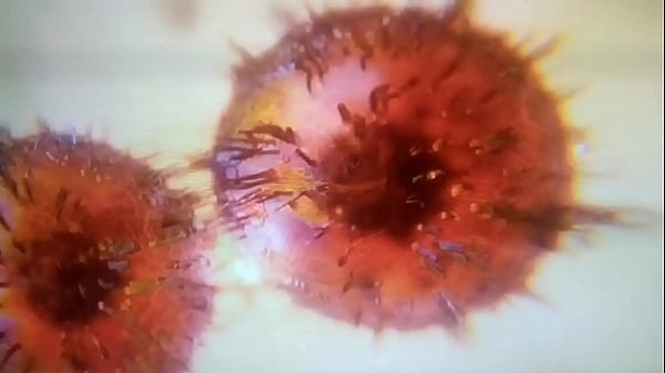 TIRANDO UM SONINHO CHEGA O SAFADO DO MEU NAMORADO/ Mariana estrada.